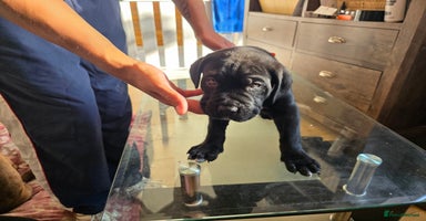 Cane Corso dogs - Advert 3