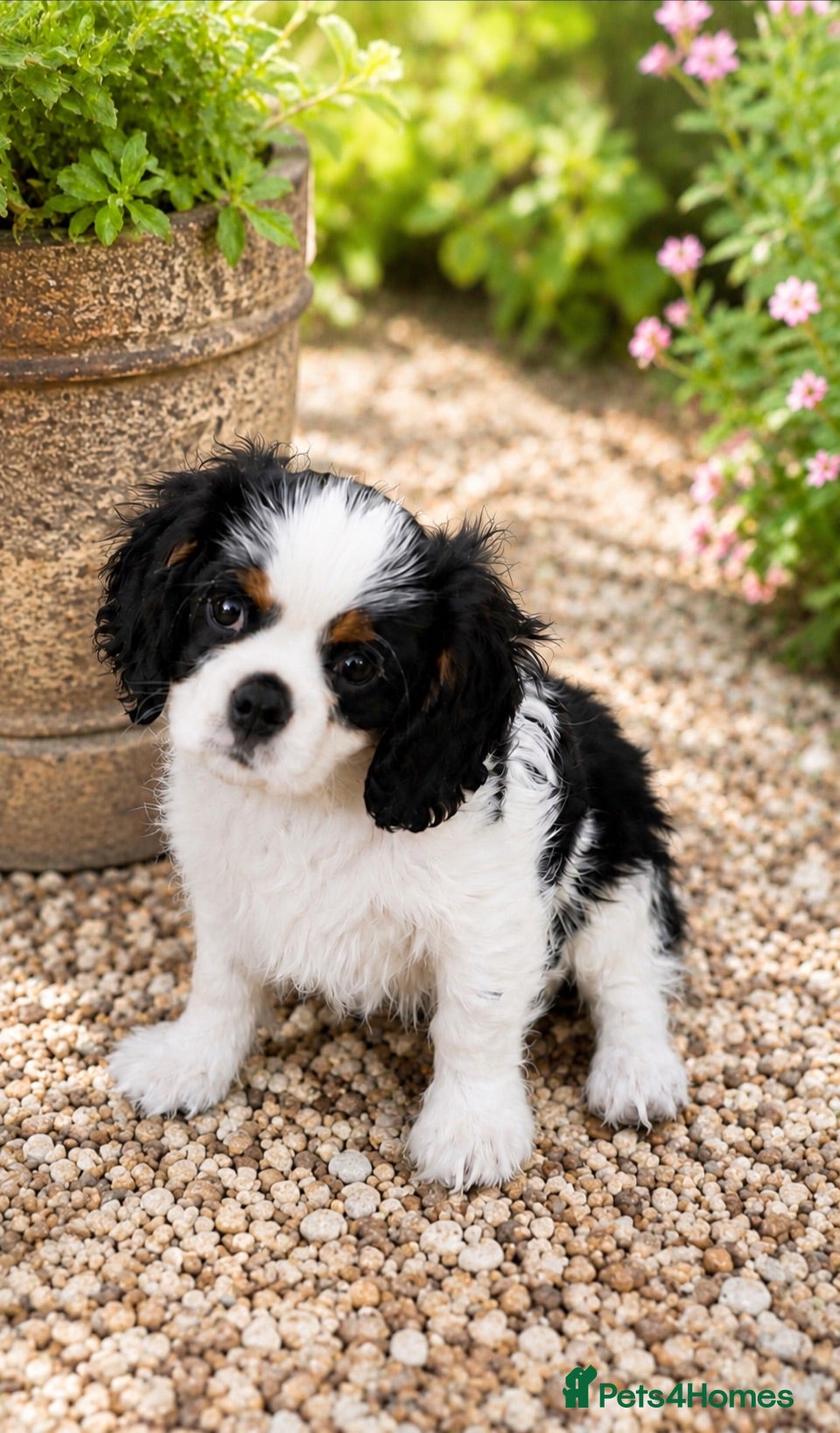 Cavalier King Charles Spaniel dogs KC REG HEREDITARY CLEAR LAST BOY 🐕🐶!!! - Advert 1