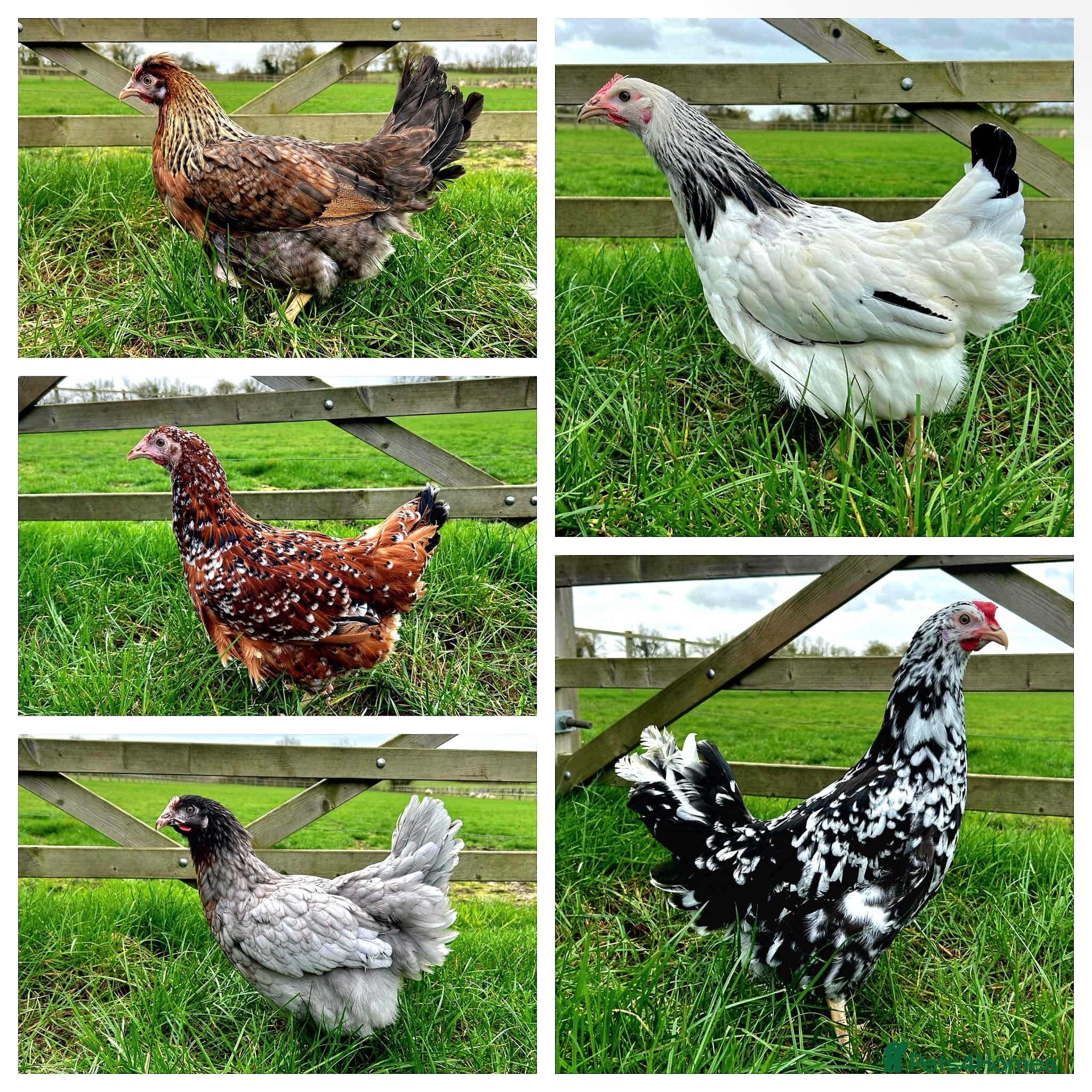 Chickens poultry Hybrid laying hens  - Advert 1