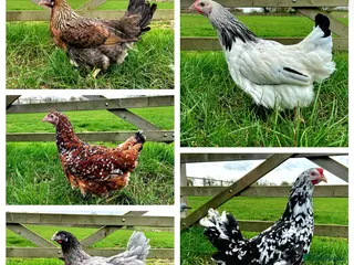 Chickens poultry for sale: Hybrid laying hens - Advert 4