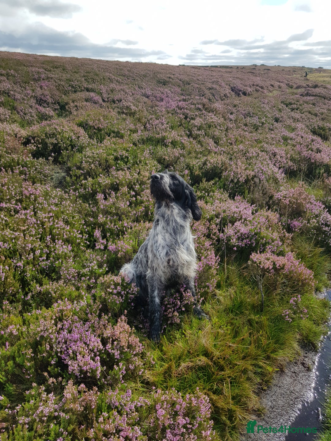 Mixed Breed dogs for sale: German pointer  - Advert 6