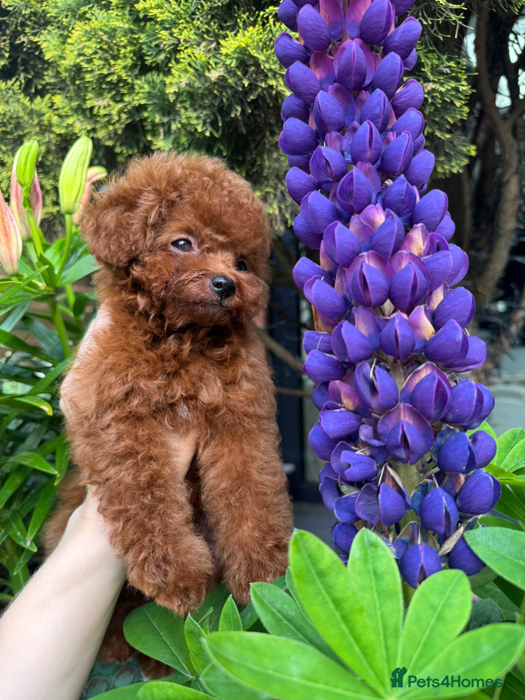 Toy Poodle dogs for sale: Asian Poodle Girl  in London - Image 2