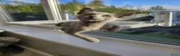 Russian Blue cats for sale: GCCF Registered Russian Blue Kittens – Ready Now  - Advert 5