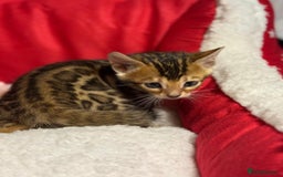 Bengal cats for sale: Bonnies Bengals  - Advert 14