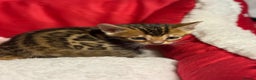 Bengal cats for sale: Bonnies Bengals  - Advert 14
