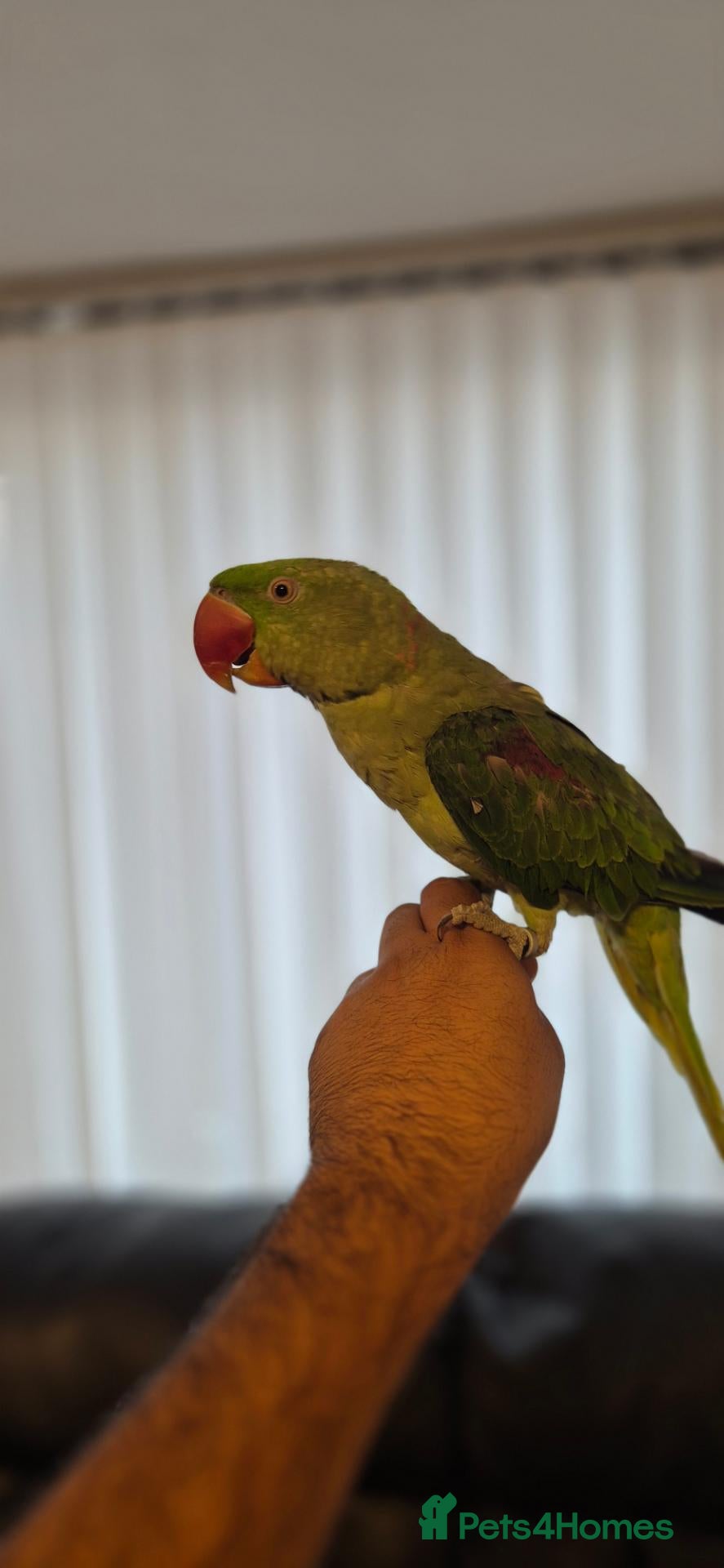 Ringnecks birds Alexandrian talking parrot, fully hand-tamed. - Advert 2