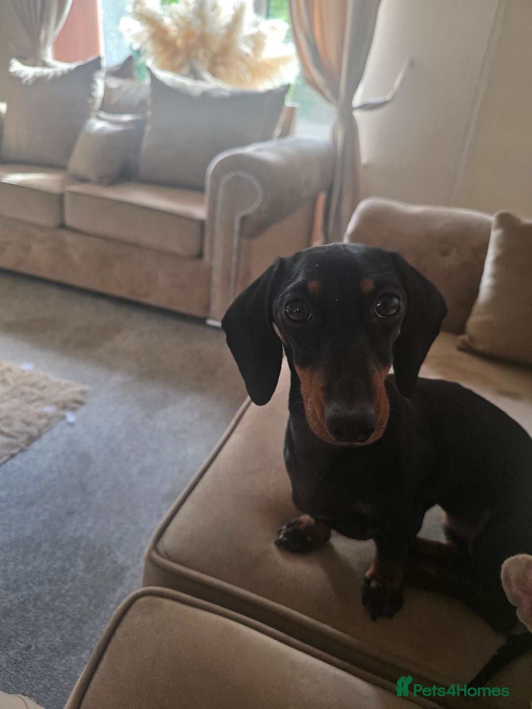 Dachshund dogs for sale: Dachsund female 18months old - Image 1