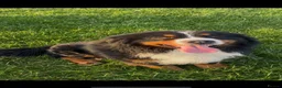 Bernese Mountain Dog dogs for sale: Bernese Mountain Dog Puppies - waiting list - Advert 5