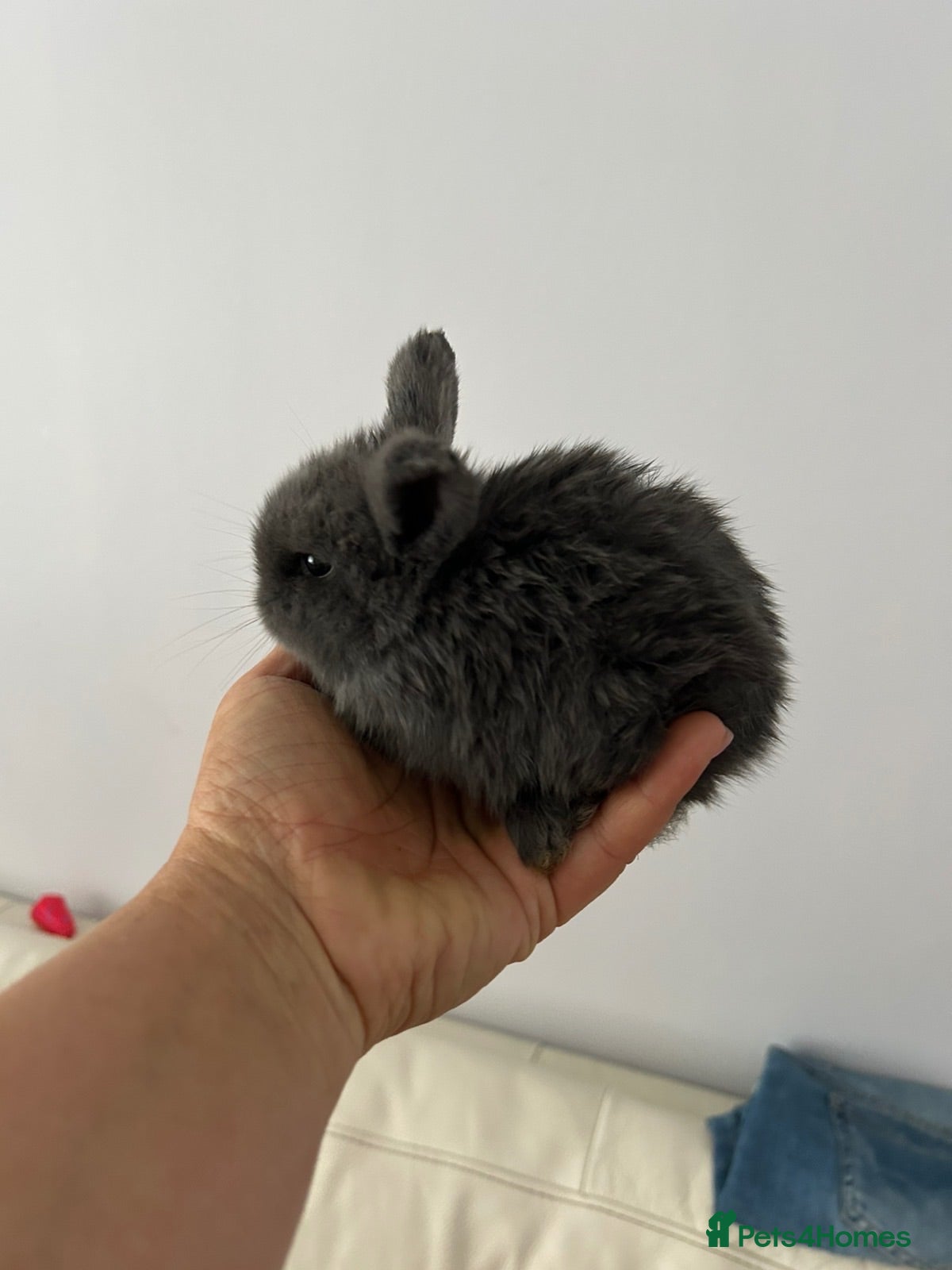 Mixed Breed rabbits Cute little rabbits for sale - Advert 1