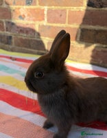 Netherland Dwarf rabbits Sweet boy Netherland dwarf bunny ready Dec 13th - Advert 2