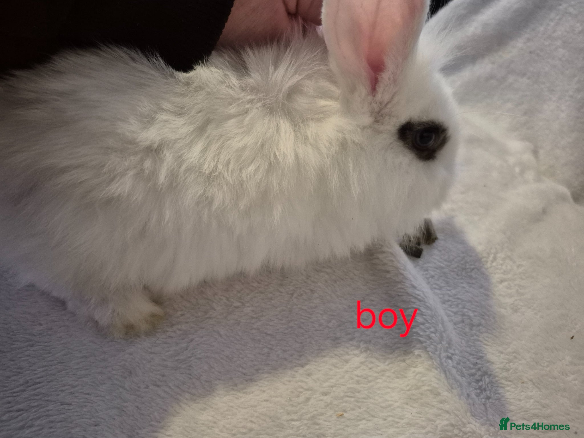 Mixed Breed rabbits 2 mixed breed rabbits for sale - Advert 4