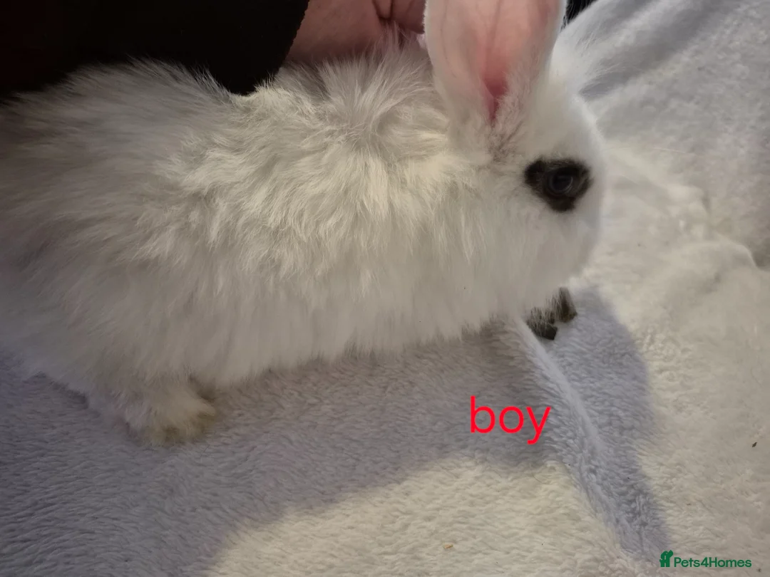 Mixed Breed rabbits for sale: 2 mixed breed rabbits for sale in Preston - Advert 1