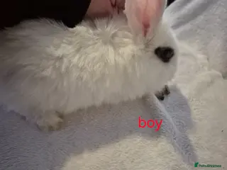 Mixed Breed rabbits 2 mixed breed rabbits for sale - Advert 3