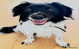 Mixed Breed dogs for adoption: COAPY, a Lovely Boy - for a Loving Home - Image 1