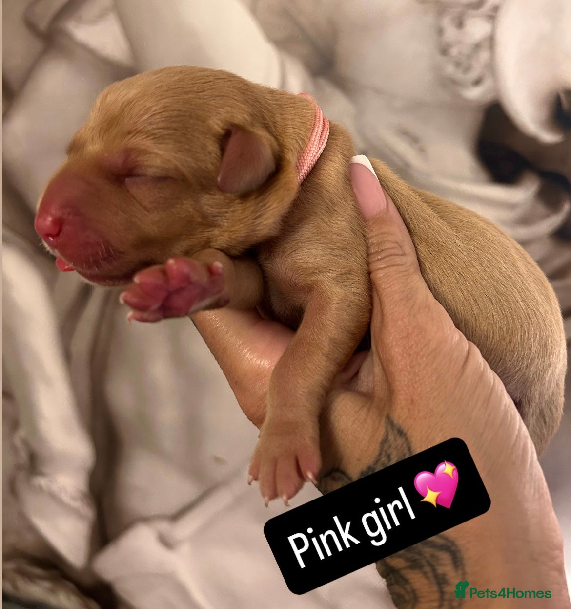 Labrador Retriever dogs for sale: Follow your pups journey from birth ❤️ - Advert 4