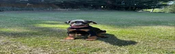 Dobermann dogs for sale: KC registered Dobermann puppies  - Advert 14