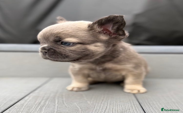 French Bulldog dogs - Advert 2