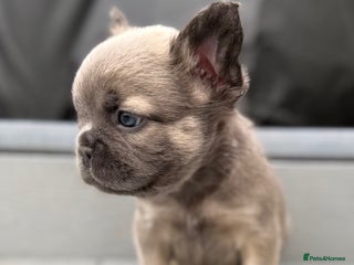 French Bulldog dogs - Advert 4