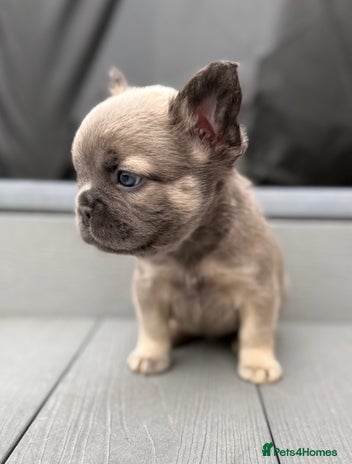 French Bulldog dogs - Advert 2