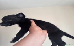 Mixed Breed dogs for sale: 6 Female Puppies  - Image 10