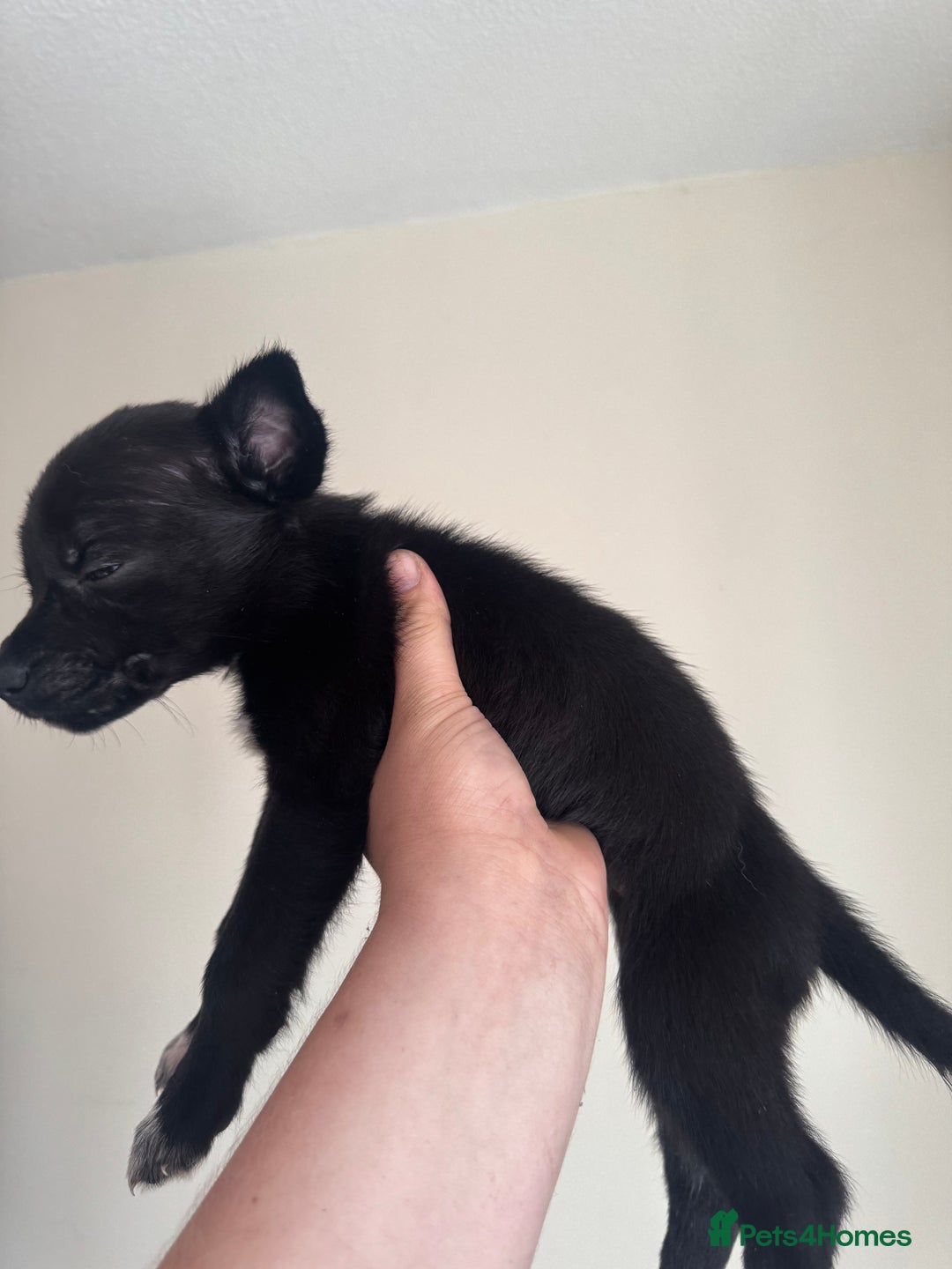 Mixed Breed dogs for sale: 6 Female Puppies  - Image 10