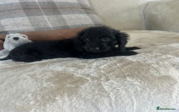 Cockapoo dogs for sale: Gorgeous F1 cockapoo puppies  - Image 16