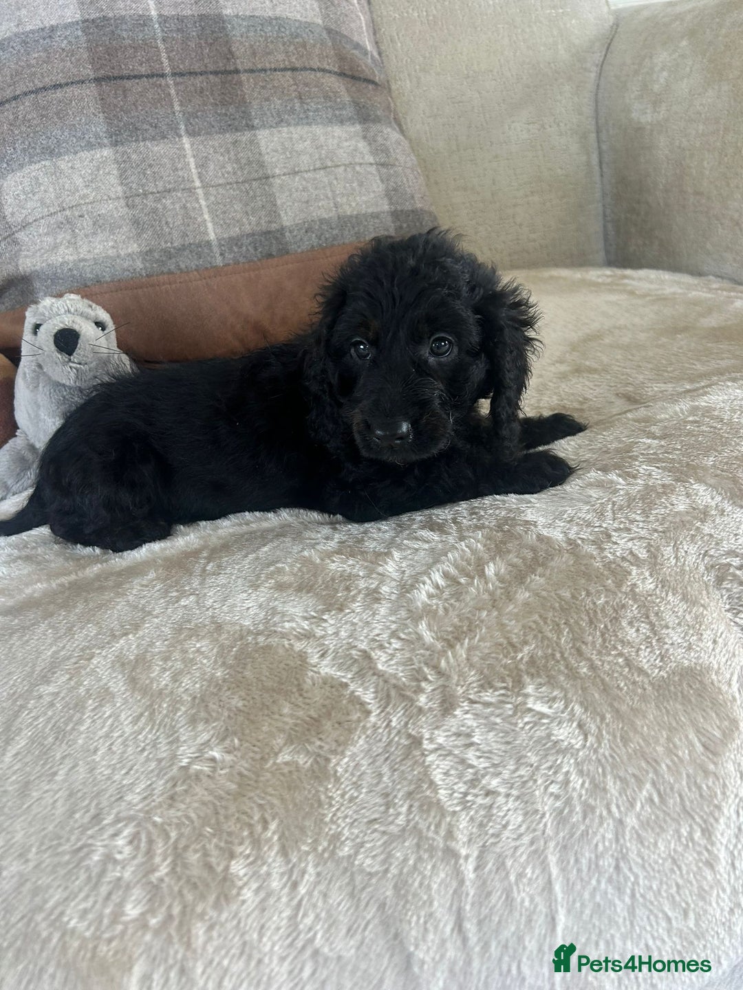 Cockapoo dogs for sale: Gorgeous F1 cockapoo puppies  - Image 16