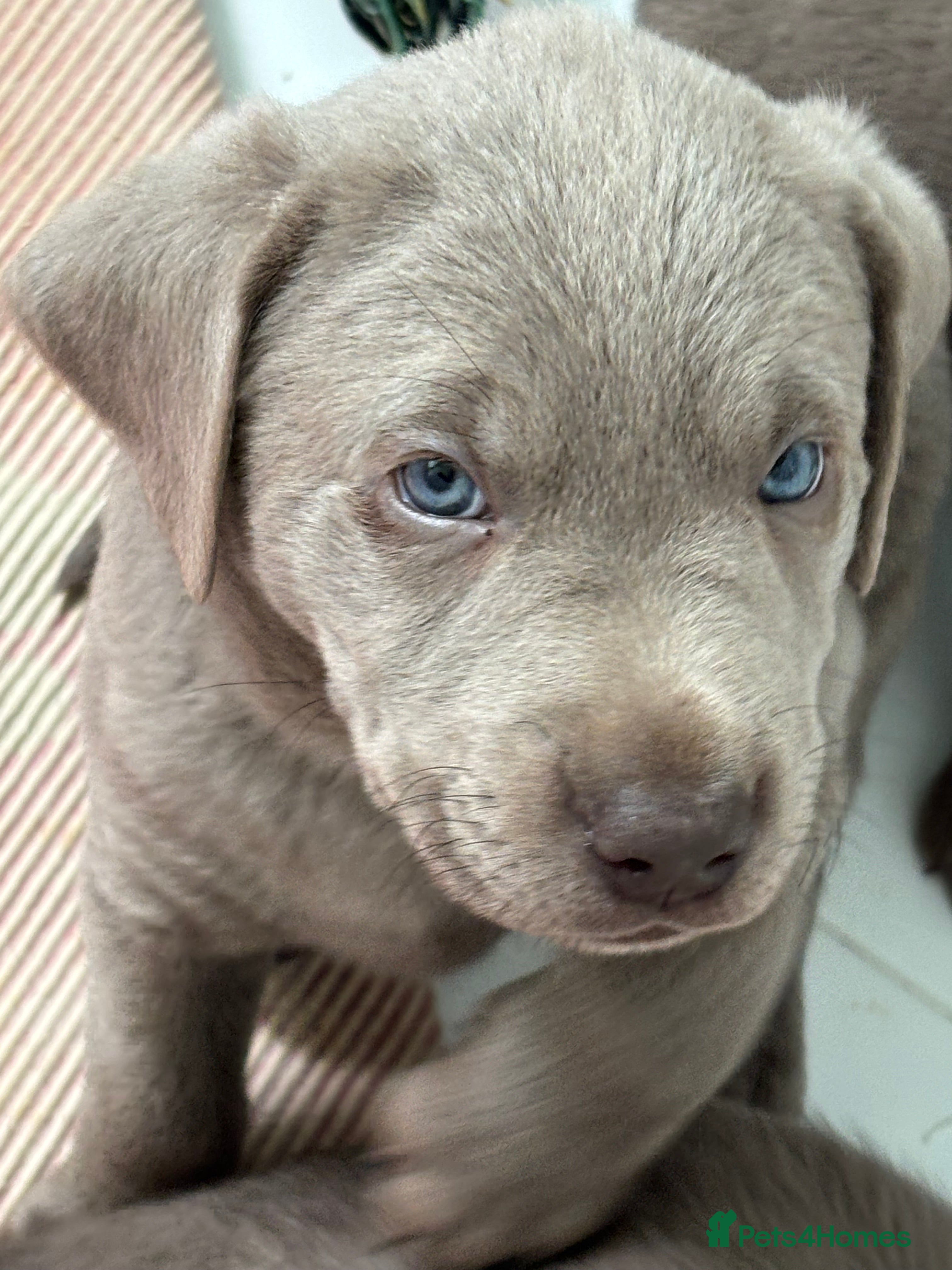 Labrador Retriever dogs Gorgeous Silver Labrador Puppies For Sale! - Advert 2