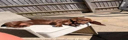 Miniature Dachshund dogs for sale: 11 month old miniature dachshund  in Gloucester - Advert 10