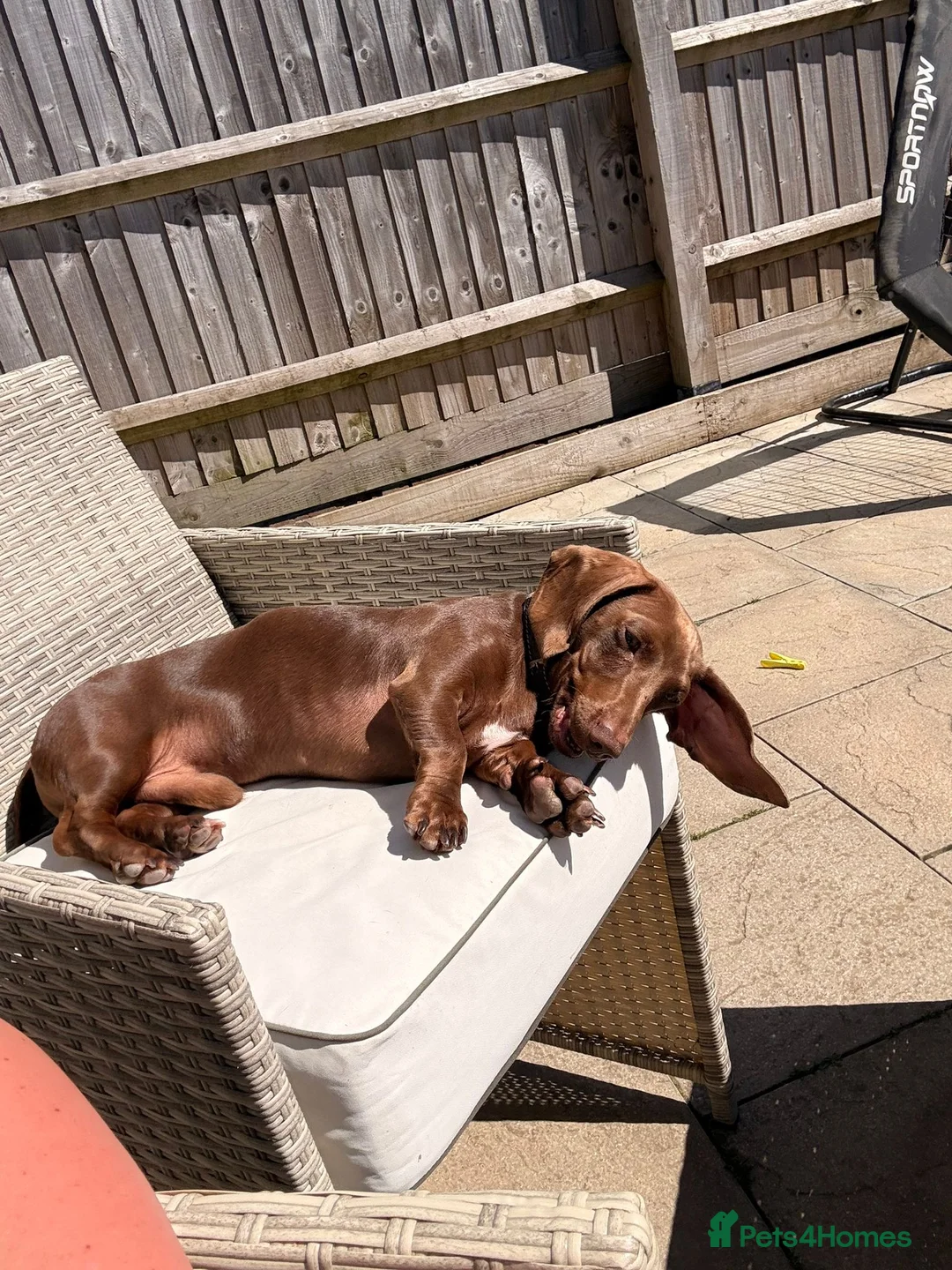 Miniature Dachshund dogs for sale: 11 month old miniature dachshund  in Gloucester - Advert 10