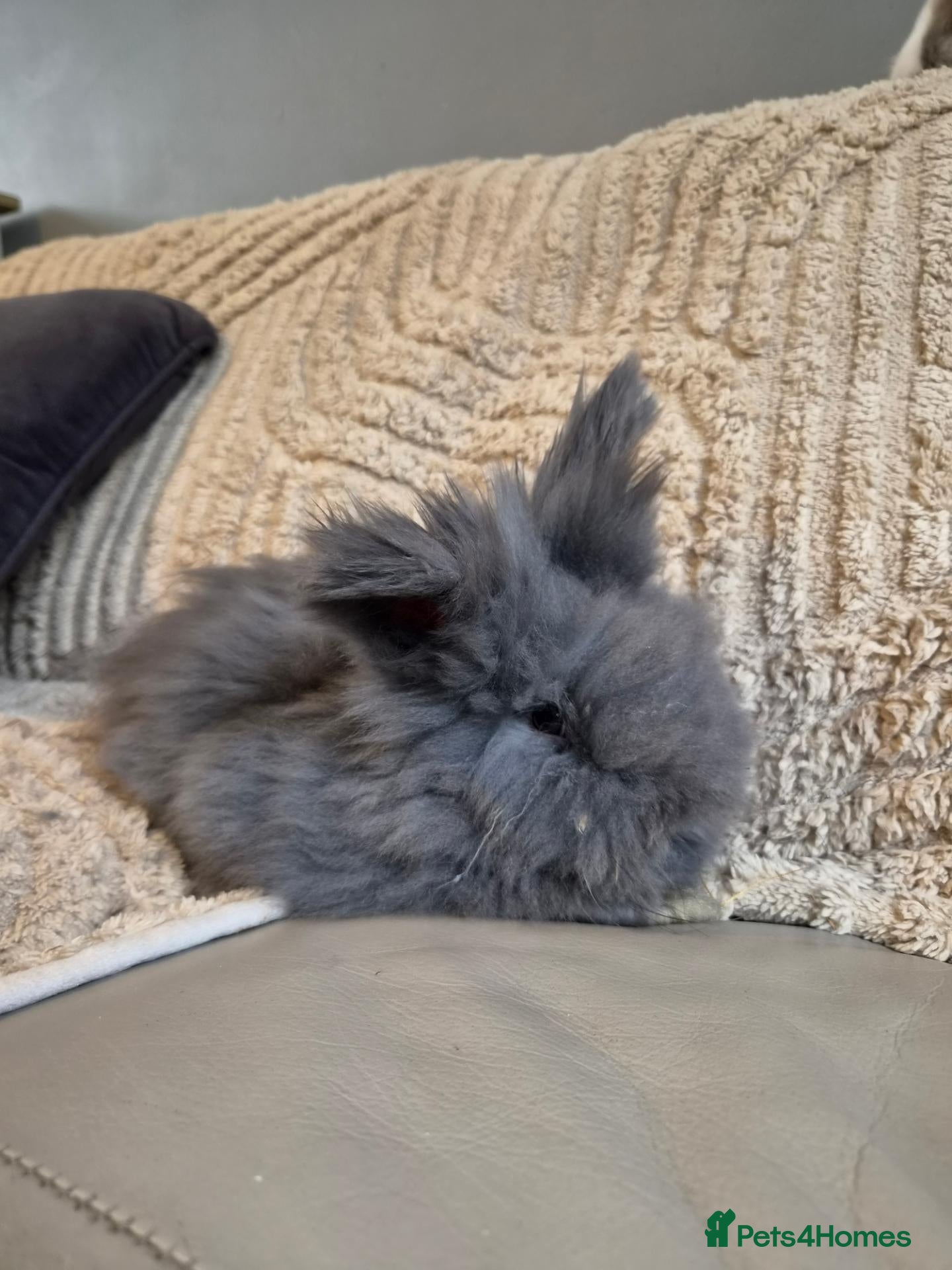 Lionhead rabbits for sale: (LAST 2) Lion head x Angora - Advert 2