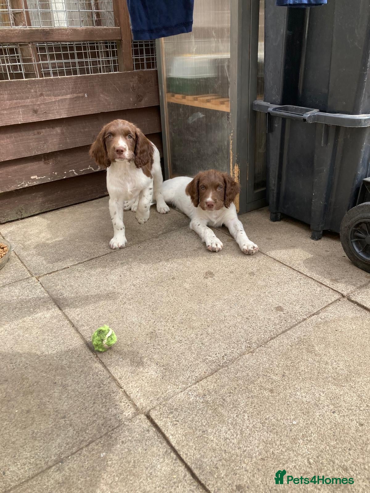 English Springer Spaniel dogs English springer spaniel puppies  - Advert 18