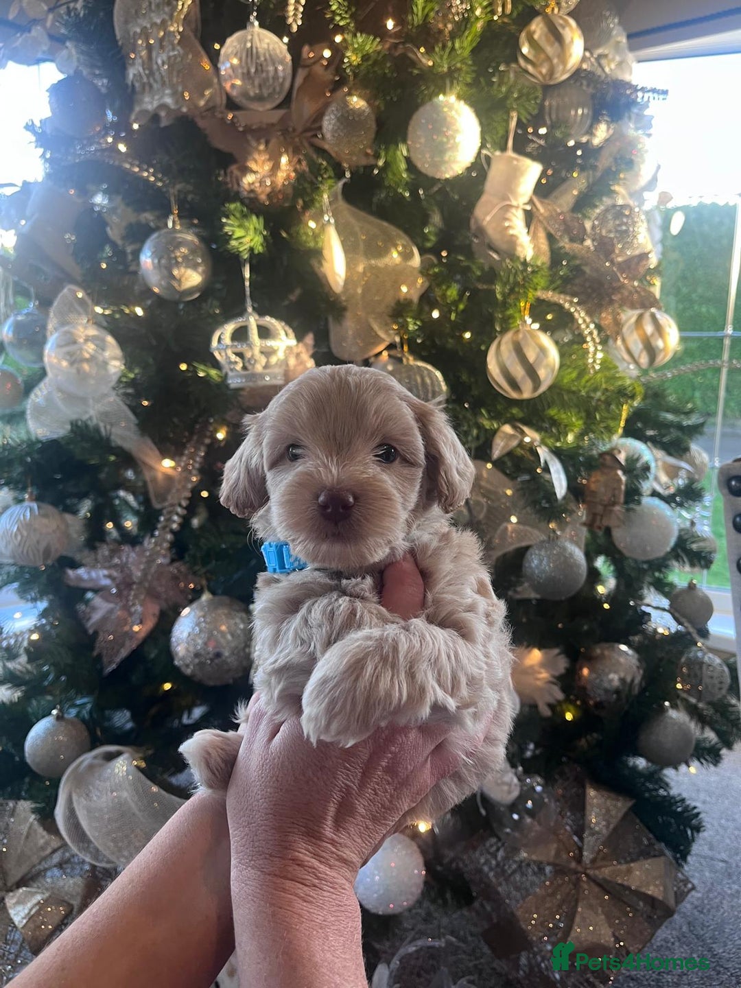 Maltipoo dogs for sale: Toy Maltipoo Puppies - Advert 3