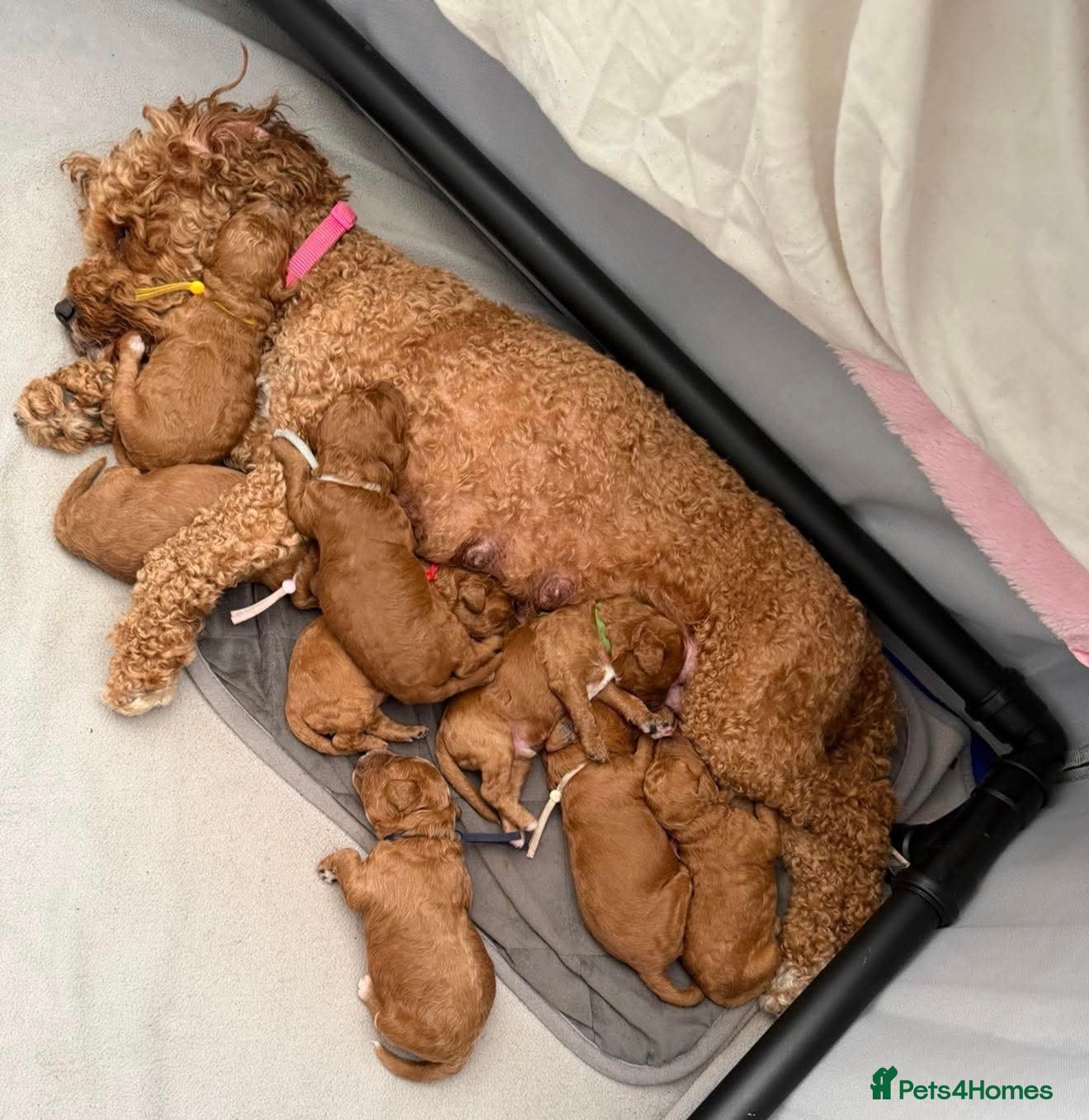 Cavapoo dogs F1bb toy cavapoo - Advert 10