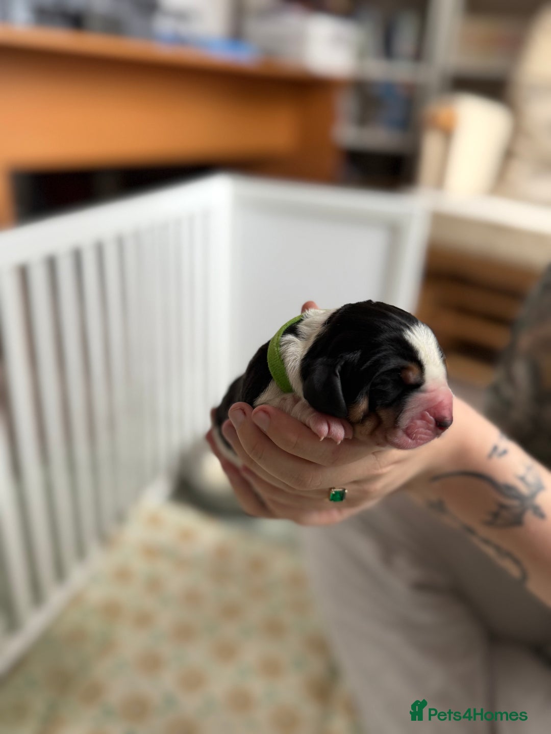 Basset Hound dogs for sale: Beautiful Basset Hound Puppies  - Image 9