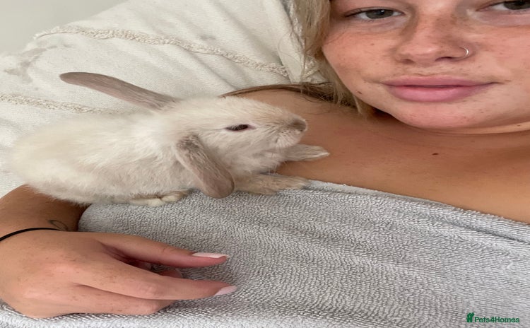 Mini Lop rabbits - Advert 1