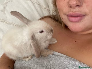 Mini Lop rabbits - Advert 29