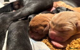 Labrador Retriever dogs for sale: Beautiful Mixed Colour Litter  - Image 8