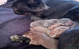 French Bulldog dogs for sale: Stunning Female Merle French Bulldog.  - Image 9