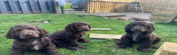 Cocker Spaniel dogs for sale: 100%show cocker spaniel kc reg   - Advert 15