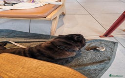 Shar Pei dogs for sale: James, male sharpei, looking for his forever home  - Image 7