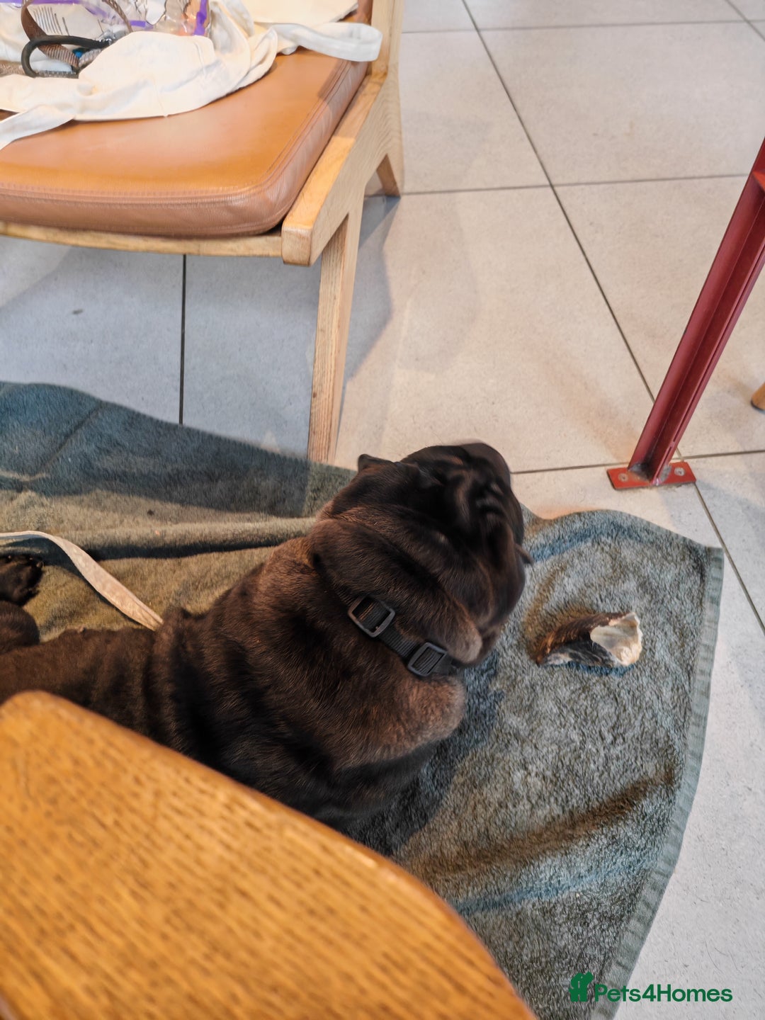 Shar Pei dogs for sale: James, male sharpei, looking for his forever home  - Image 7