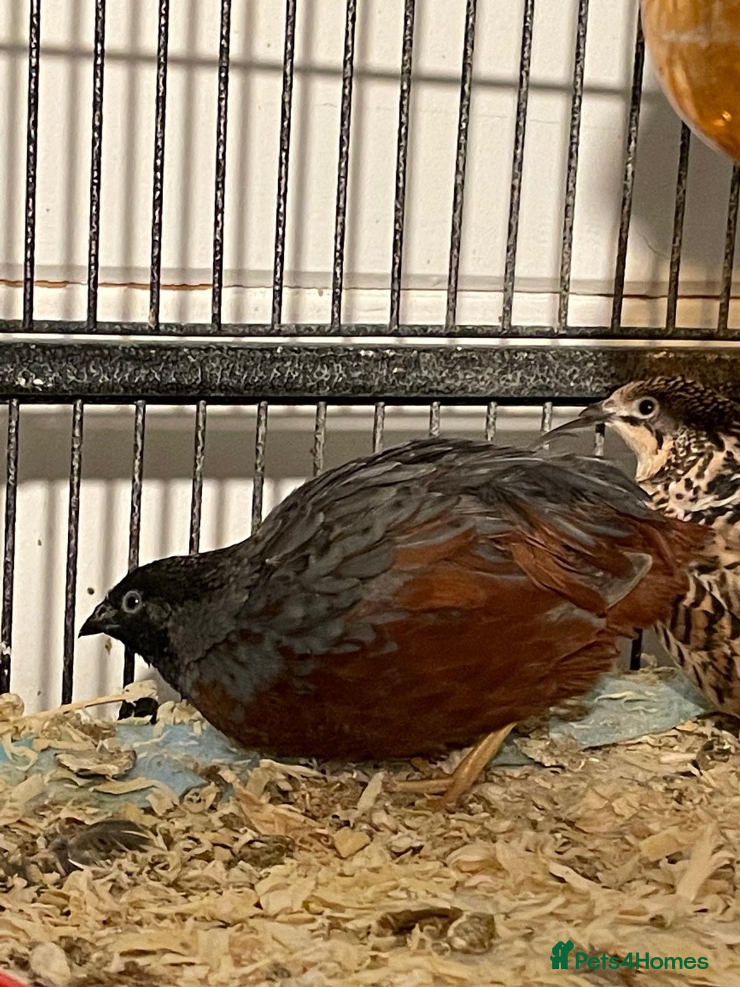 Quail poultry for sale: Button quails - Advert 2