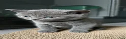British Shorthair cats for sale: Beautiful kittens  - Advert 13