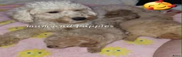 Cavapoochon dogs for sale: Beautiful cavapoochon puppies  - Advert 11