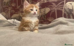 Mixed Breed cats for sale: 5 Fluffy Half Maine Coon kittens - Advert 38