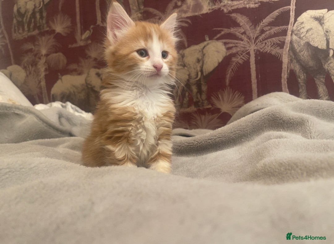 Mixed Breed cats for sale: 5 Fluffy Half Maine Coon kittens - Advert 38