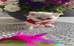 Scottish Fold cats for sale: 2 Scottish Girls  - Image 10