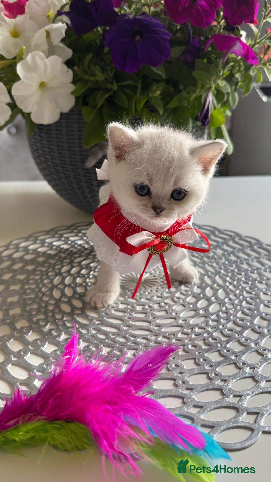 Scottish Fold cats for sale: 2 Scottish Girls  - Image 10