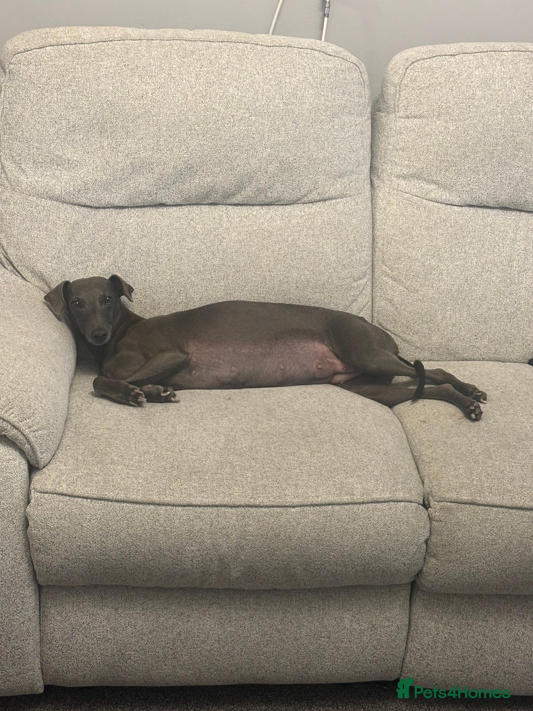 Whippet dogs for sale: Boy whippet  - Advert 2